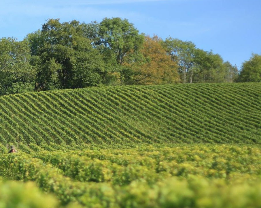 Nachhaltiger Weinbau im Weinviertel – weinhof.thomas.diem