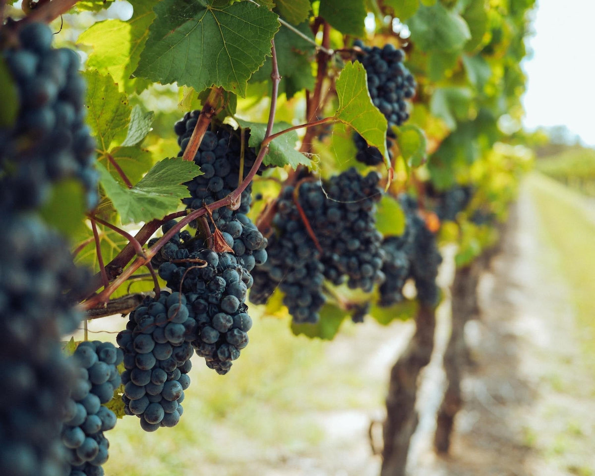 Weinlese im Weinviertel – weinhof.thomas.diem
