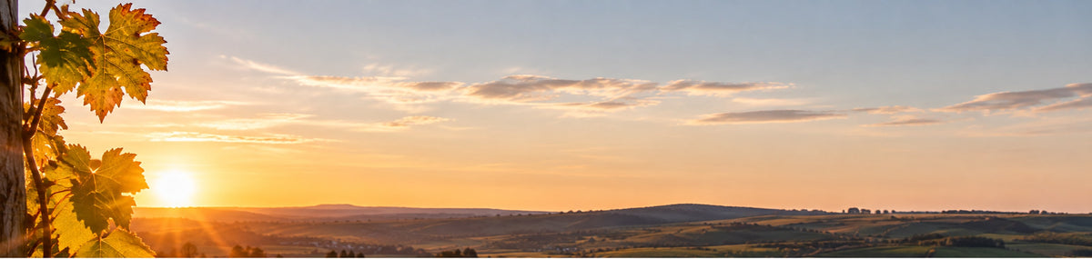 Weingärten im Weinviertel im frühen Herbst bei Sonnenuntergang, links ein Rebstock – weinhof.thomas.diem